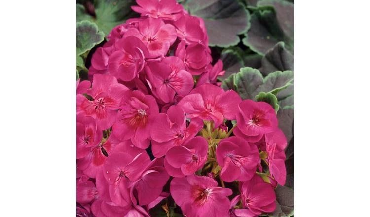 Unwins Geranium Seeds 'Bullseye Cherry' F1 - 5 Seeds