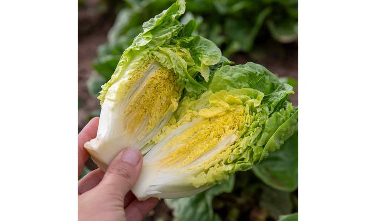 Marshalls Garden Lettuce Seeds Little Gem, 1g Pack - 1700 Seeds