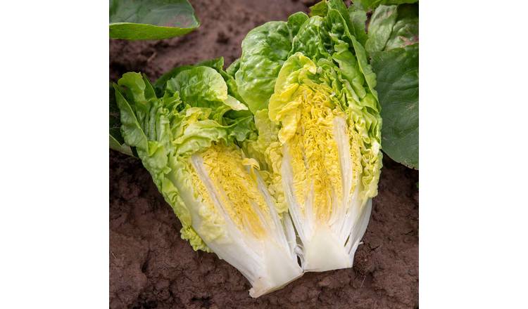 Unwins Lettuce Seeds 'Little Gem' - 1000 Seeds