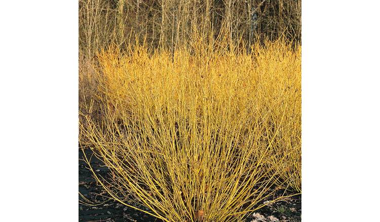 Marshalls Garden Cornus Stolonifera 'Flaviramea' - 9cm Plant