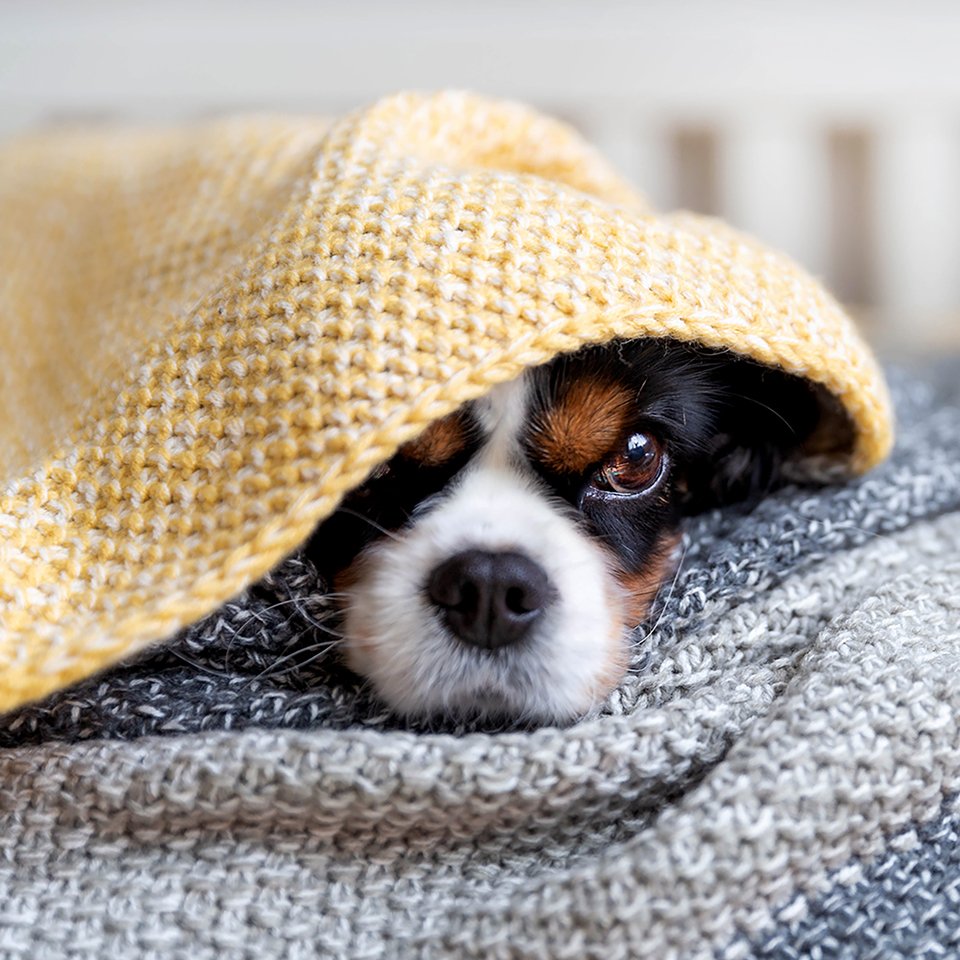 Understanding normal puppy behaviour