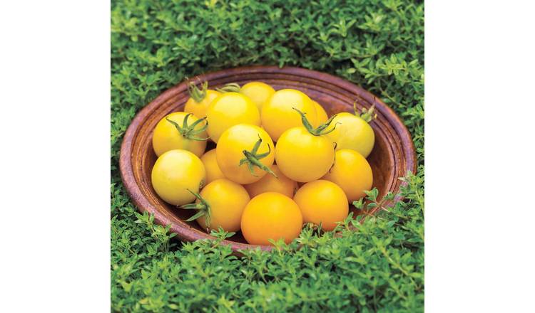 Marshalls Garden Tomato Seeds 'Honey Delight' F1 Yellow Cherry Cordon - 8 Seeds