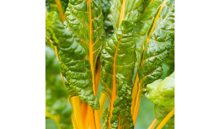 Marshalls Garden Swiss Chard Seeds 'Bright Yellow' Rhs Awarded - 200 Seeds
