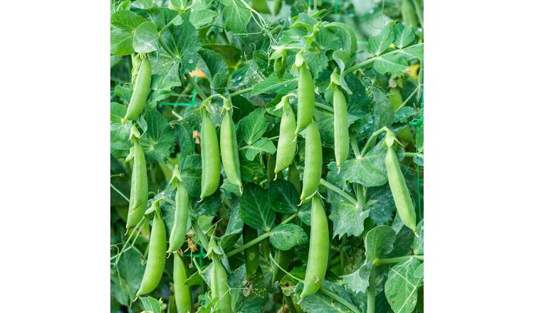 Marshalls Garden Sugar Sprint Sugarsnap Pea Seeds - 150 Seeds