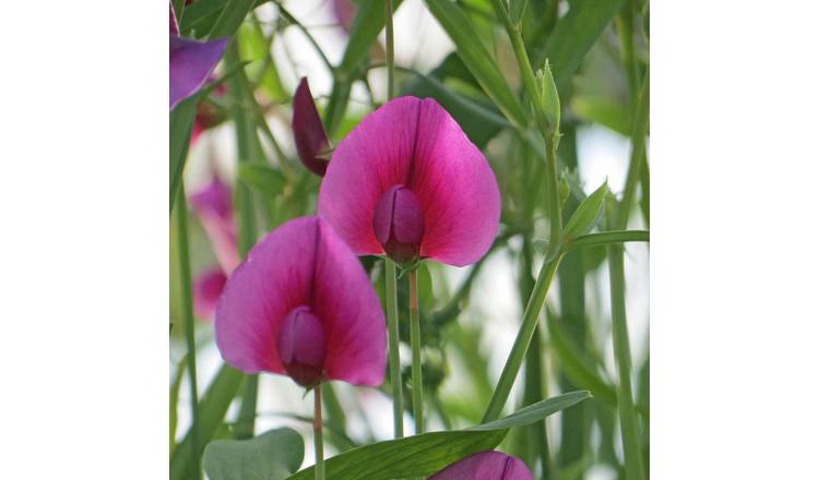 Marshalls Garden Lathyrus Tingitanus Royal Purple Sweet Pea Seeds - Pack Of 21