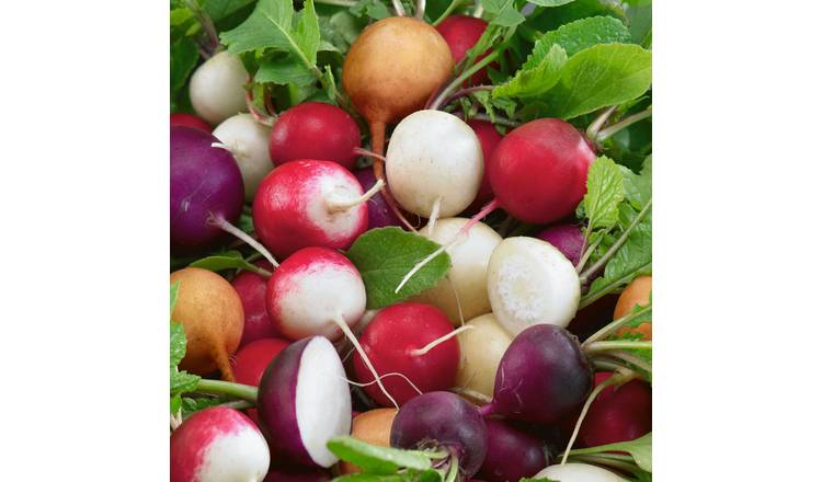 Unwins Radish Seeds 'Unwins Crunchy Mix' - 350 Seeds