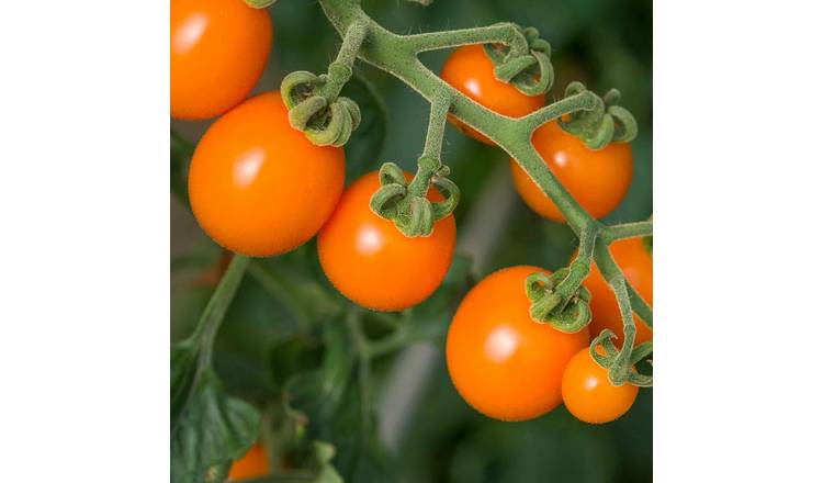 Marshalls Garden Tomato Seeds 'Sunset' - Cherry Tomato Variety - 10 Seeds
