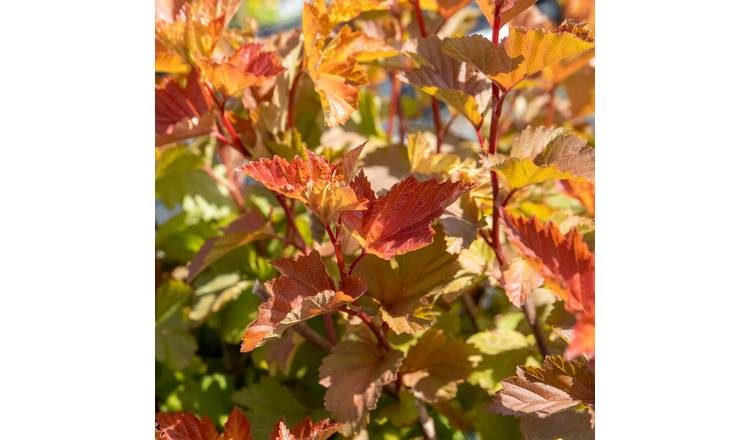 Marshalls Garden Physocarpus 'Magic Ball' Deciduous Shrub - 3 Litre Plant