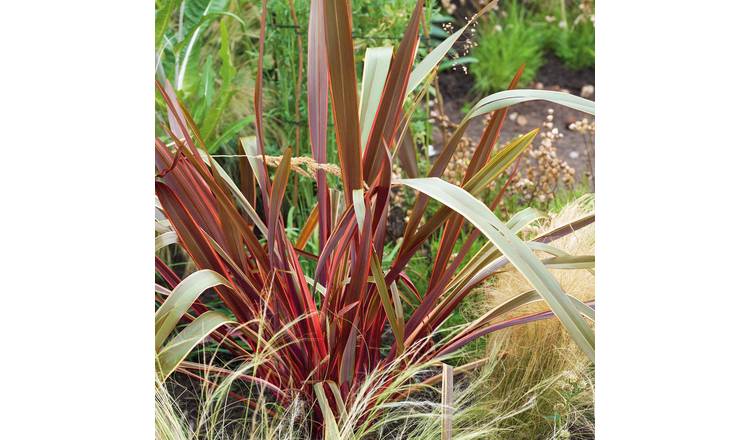 Marshalls Garden Phormium 'Maori Queen' Evergreen  - 9cm Plant