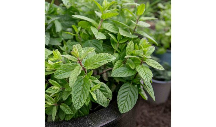 Marshalls Garden Mint 'Garden' - 3 x 9cm Plants