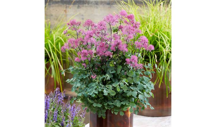 Marshalls Garden Thalictrum 'Little Pinkie' - 3 x 9cm Plants