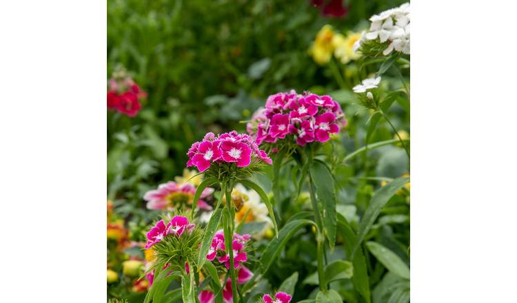 Unwins Sweet William Seeds 'Early Summer Scented' - 450 Seeds