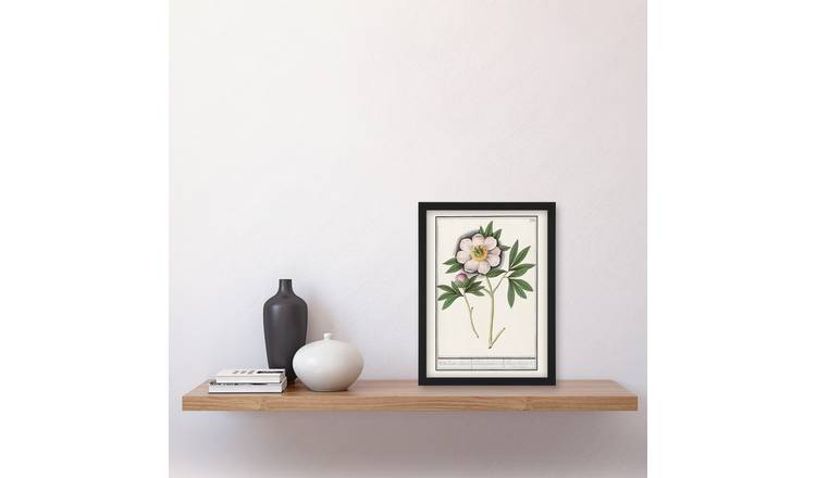 Anselmus De Boodt Blooming Peony Flower Study Framed Art Print - A4