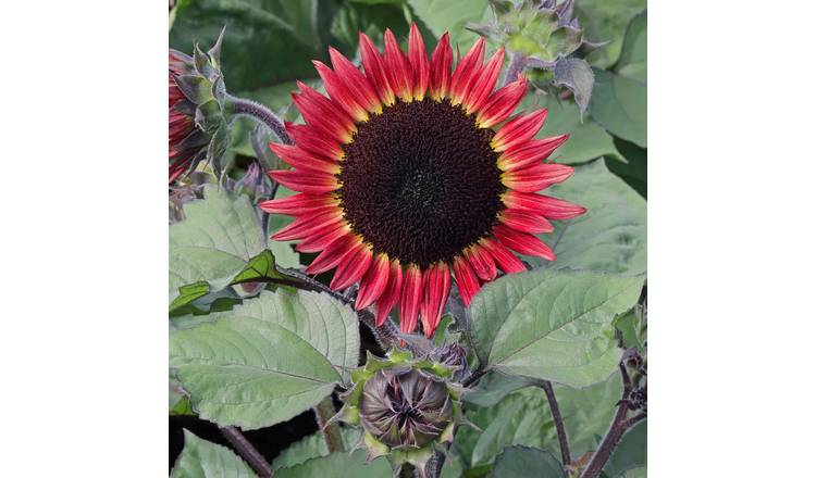 Unwins Sunflower Seeds 'Desire Red' - 10 Seeds