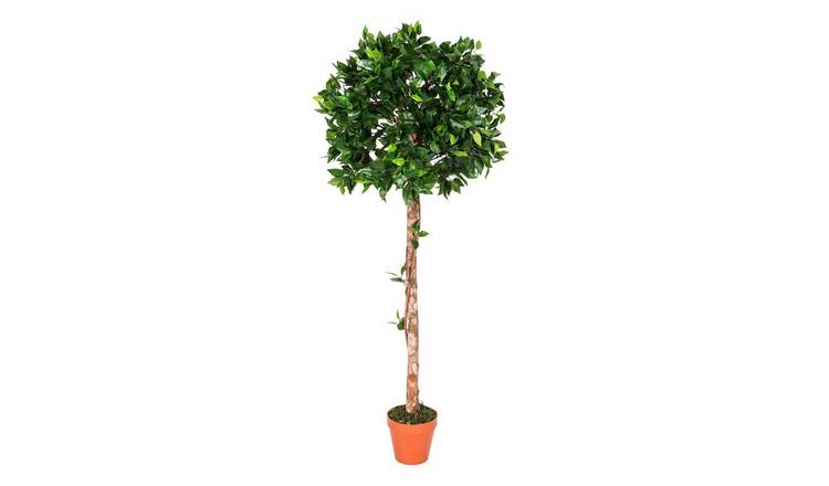 Homescapes Handcrafted Ficus Topiary Tree - Green