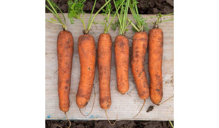 Marshalls Garden Carrot Seeds Marion F1 Hybrid Nantes Type - Approx 500 Seeds