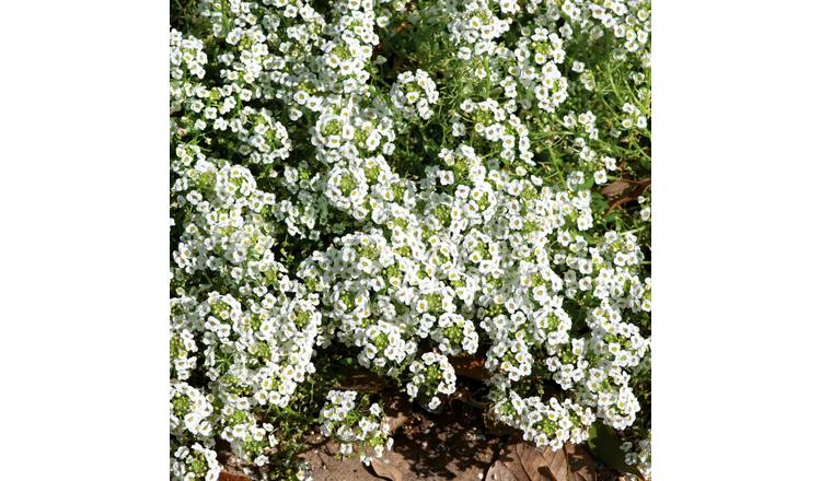 Unwins Alyssum Seeds 'Carpet of Snow' - 800 Seeds