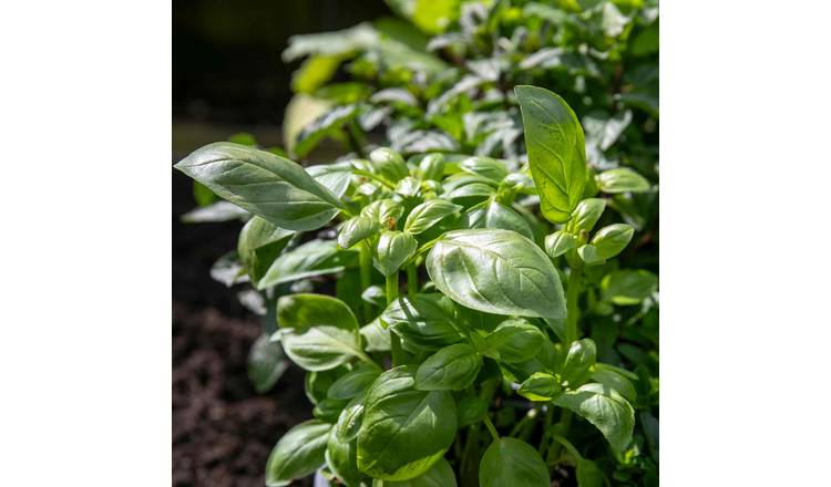 Marshalls Garden Italian Basil Seeds - 50 Pelleted Seeds