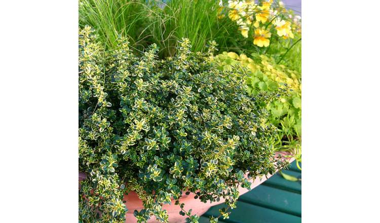 Marshalls Garden Thyme 'Lemon' - 1 Litre Plant