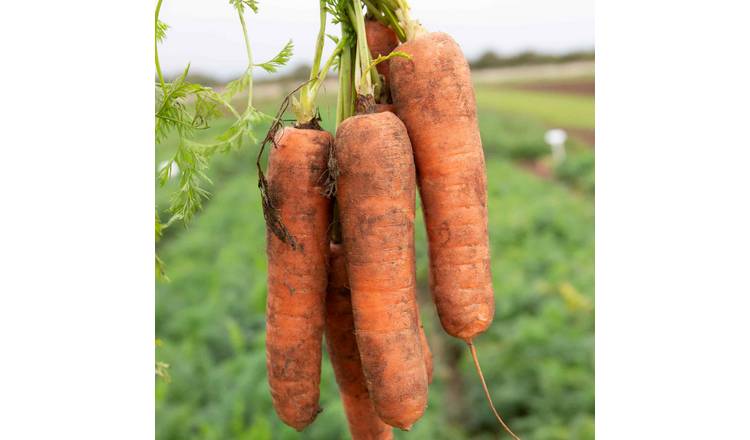 Marshalls Garden Charisma F1 Chantenay Carrot Seeds - 300 Seeds