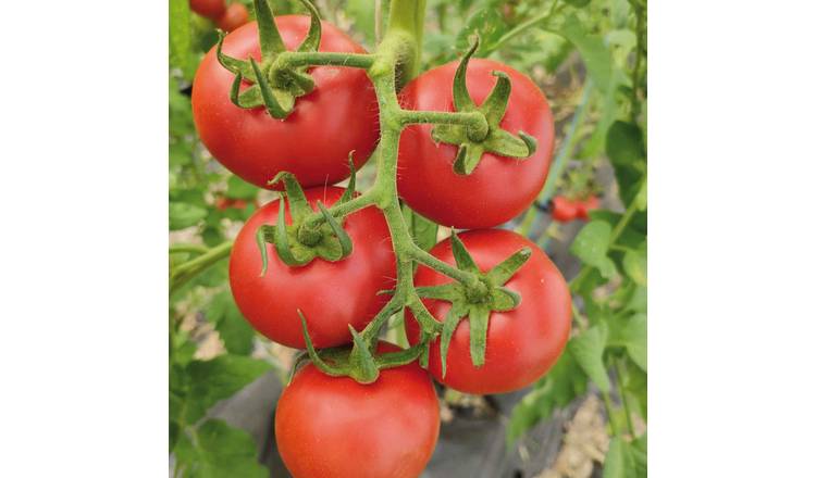 Marshalls Garden Tomato Seeds Organic 'Diplom' F1 - 8 Seeds