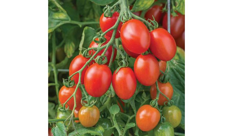 Marshalls Garden Tomato Seeds Bush Montello F1 - Approx 6 Seeds