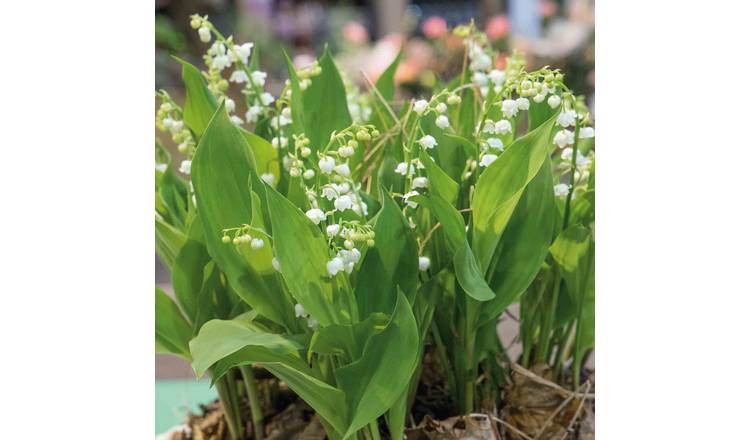 Marshalls Garden Lily Of The Valley - 3 x 9cm Plants