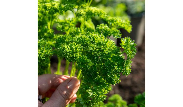 Marshalls Garden Parsley 'Moss Curled' - 1 Litre Plant