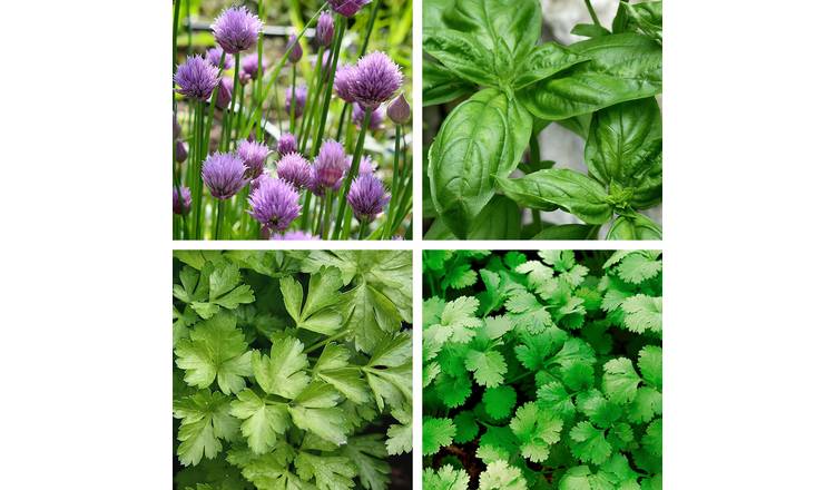 Unwins Herb Seeds Collection - 4 Packets