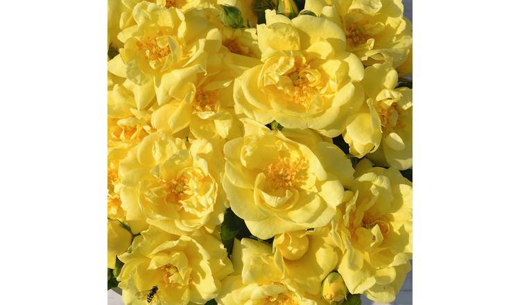 Marshalls Garden Rose 'Flower Carpet Gold' - 1 Litre Plant