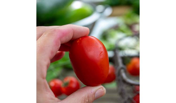 Marshalls Garden Cordon Tomato Seeds Organic 'Monterrey' F1 - 6 Seeds