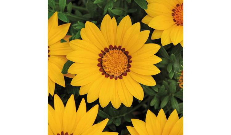 Marshalls Garden Gazania Seeds 'Daybreak XP Yellow' - 20 Seeds