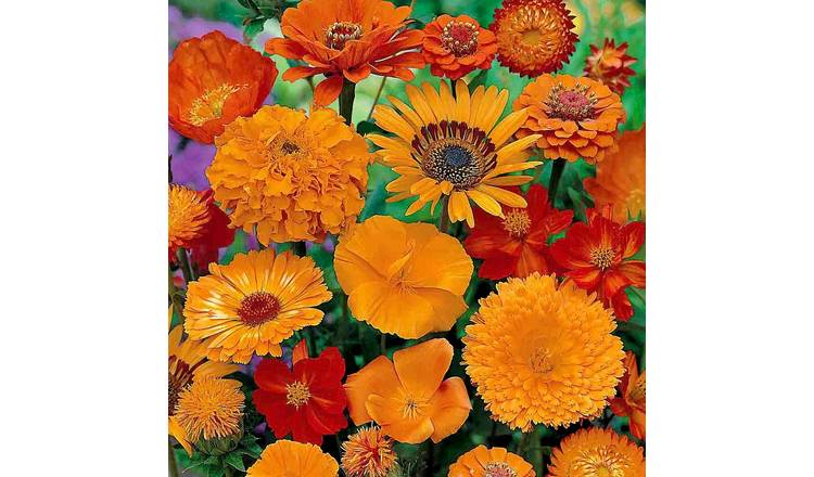 Unwins Mixed Annuals Seeds Unwins 'Sea Of Orange' - 1.5g Seeds