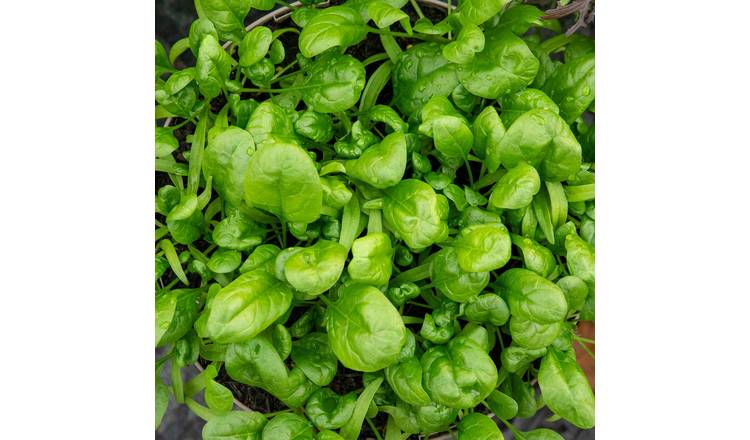 Marshalls Garden Organic Spinach Seeds 'America' - 500 Seeds