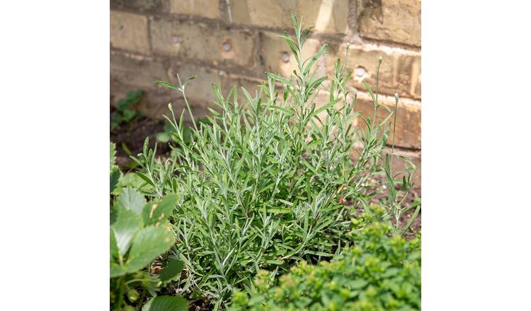 Marshalls Garden Tarragon Plant - 1 Litre Plant