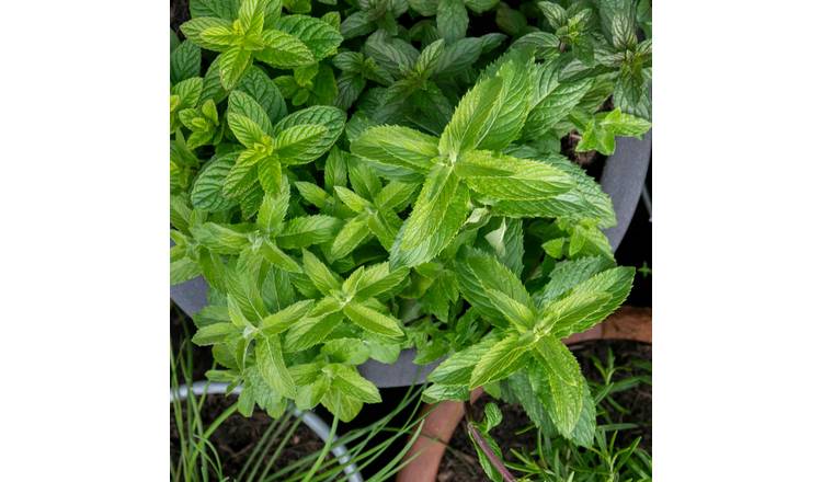 Marshalls Garden Mint 'Spearmint' - 3 x 9cm Plants