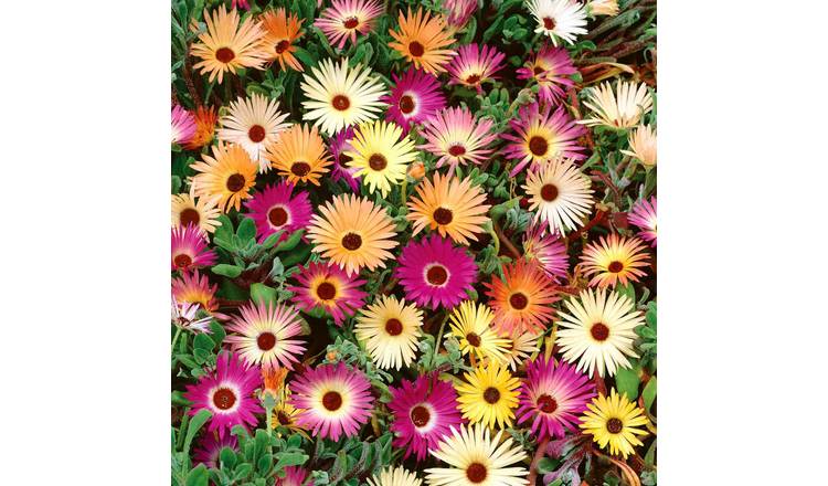 Unwins Livingstone Daisy Seeds 'Tapestry Mix' - 800 Seeds