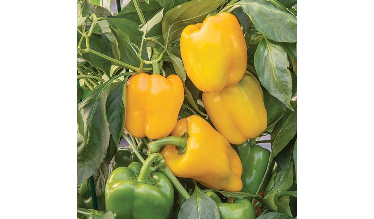 Marshalls Garden Sweet Afterglow Pepper Seeds - 10 Seeds