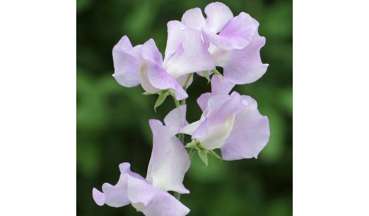 Unwins Sweet Pea Seeds 'Cyril Platter' - 21 Seeds