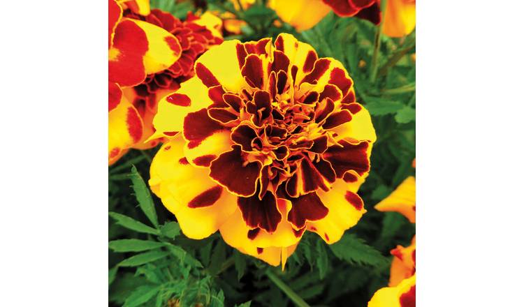 Marshalls Garden French Marigold Seeds 'Goldiluxe' - 50 Seeds