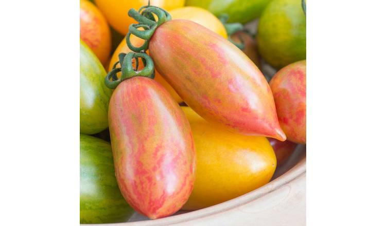 Marshalls Garden Tomato Seeds 'Pink Tiger' - 10 Seeds