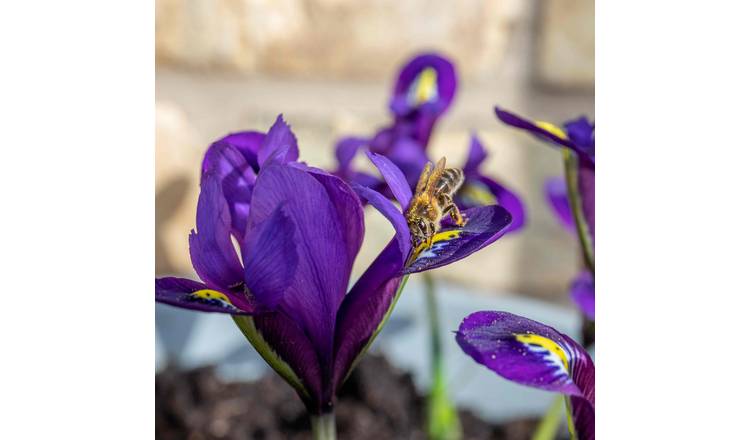 Marshalls Garden Iris Bulbs 'Harmony' - 12 Bulbs
