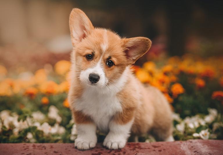 Cat Cat Accessories & Kitten Supplies Argos