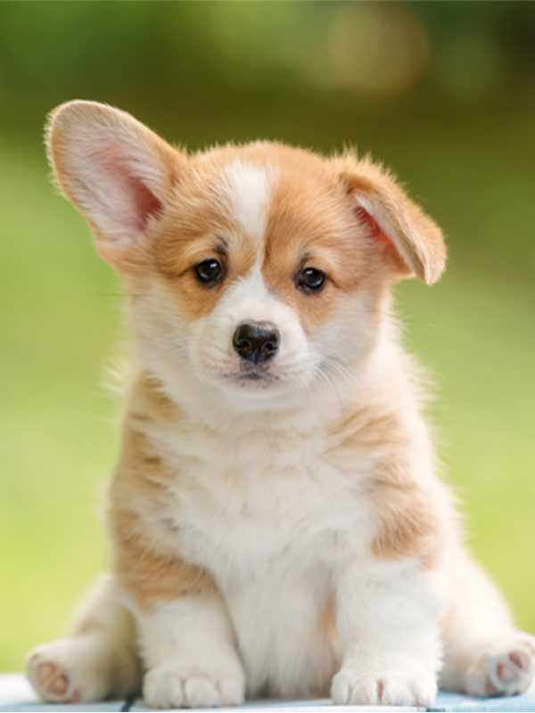 Dog Poop Bags Puppy Pads Argos