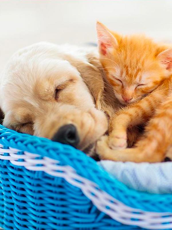 Pet beds guide. Choosing the best bed for your pet. 