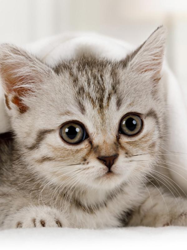 New to pet ownership? Click here for our Kitten checklist.  