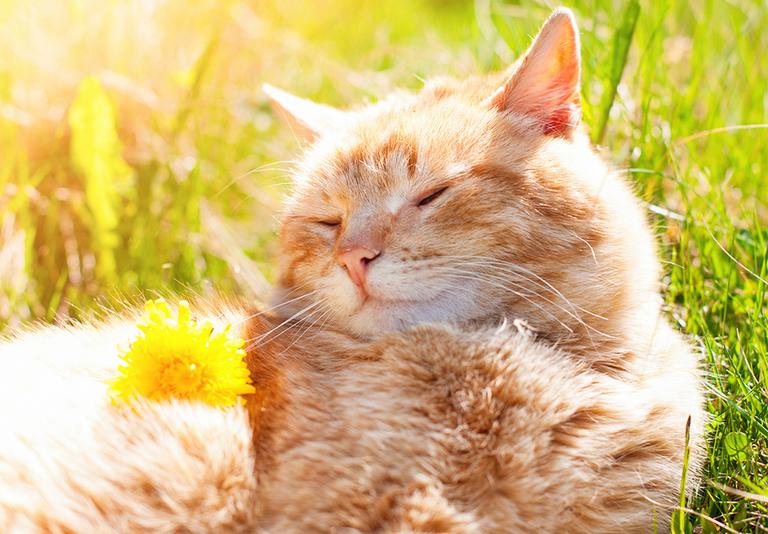 Pet Supplies Pet Shop Argos