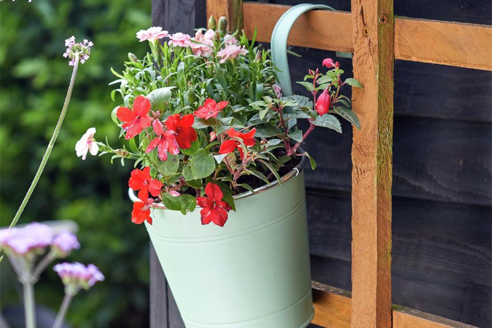 A small balcony hanging pot with a succulent with red flowers.
