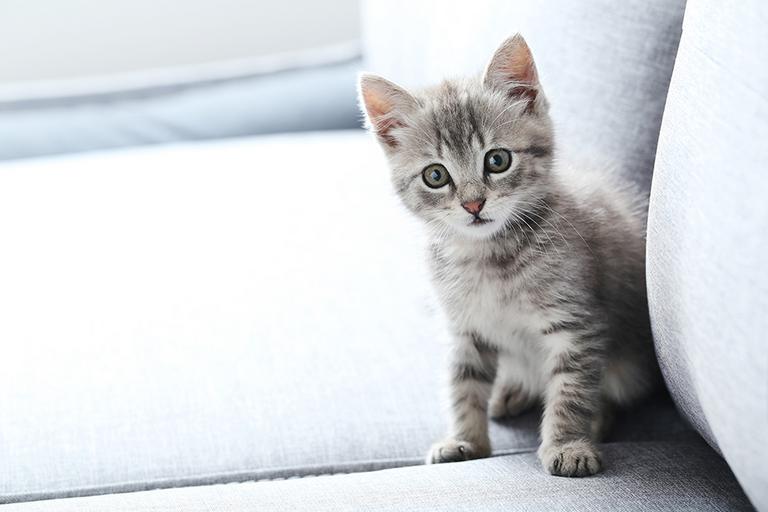 A grey cat on a sofa.