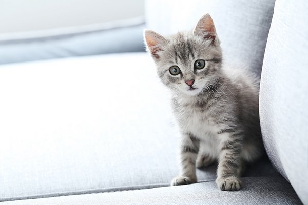 Argos hot sale cat collar